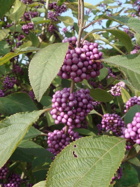 Callicarpa americana fruit P1C P2C P17 P22